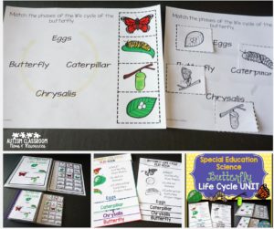 Purchase Butterfly Life Cycle Unit: Science in Special Education