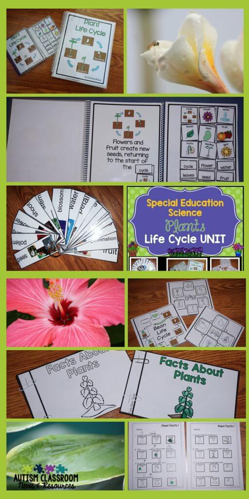 Lots of differentiated materials for teaching the plant life cycle in a special education classroom