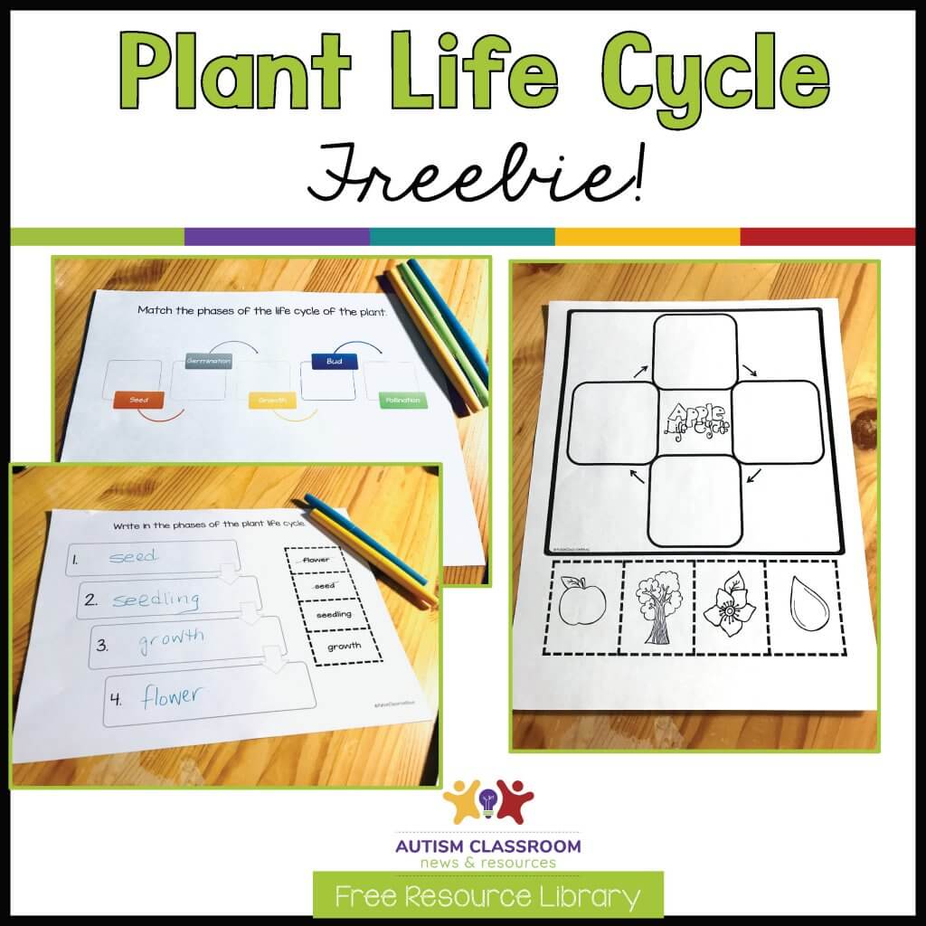 stages of plant growth worksheet