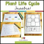 Science in the Special Education Classroom: Plant Life Cycle Activities ...