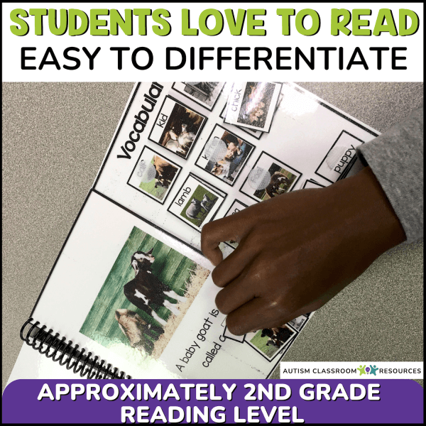 A student moves a cow picture card in the Adapted Books for Special Education - 20 Seasonal Interactive Adaptive Books. Text: Students love to read, easy to differentiate, approx. 2nd grade reading level.