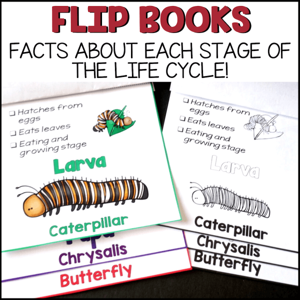 Flip books facts about each stage of the life cycle! Picture shows flip book with different pages reading caterpillar, chrysalis, and butterfly. On the caterpillar page it has different facts about this stage.